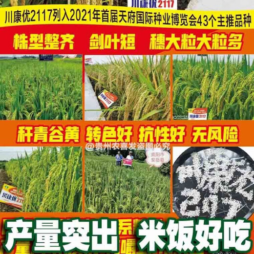 川康优2117 2115杂交香米水稻种子高产杂交水稻种子长粒香米水稻