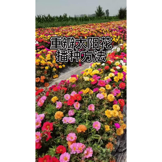 重瓣太阳花种子多层四季太阳花特大花盆栽易活太阳花景观开花不断 重瓣太阳花种子【粒粒精选】 易种植收芽快【15888粒】