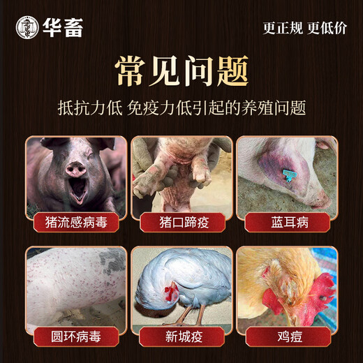 Chinese animal astragalus polysaccharide veterinary pigs, cattle, sheep, chickens, ducks and geese real astragalus to enhance immunity and anti-stress feed additive 3 packs of water-insoluble alcohol-soluble real astragalus