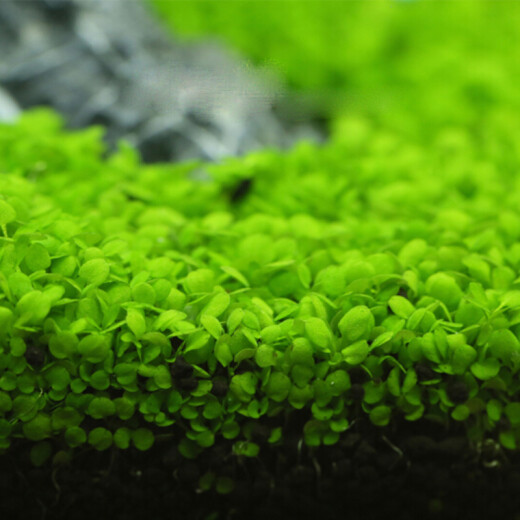 Block letters aquatic plant seeds fish tank aquatic plants ecological tank aquatic plants hydroponic plant seeds large pairs of leaf seeds landscaping aquatic plants fish tank large cow hair seeds