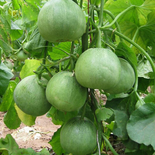 Shouhe Emerald Sweet Melon Seeds Thin Skin Green Skin Green Flesh Four Seasons Potted Shouguang Seeds Weifeng Green Moon Gem Melon Seeds 35 capsules