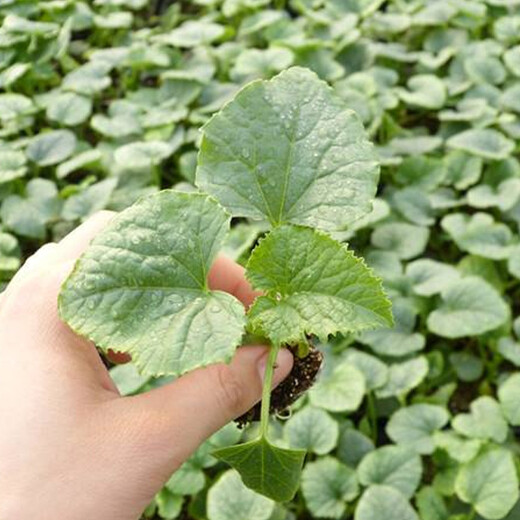 Shouhe Emerald Sweet Melon Seeds Thin Skin Green Skin Green Flesh Four Seasons Potted Shouguang Seeds Weifeng Green Moon Gem Melon Seeds 35 capsules