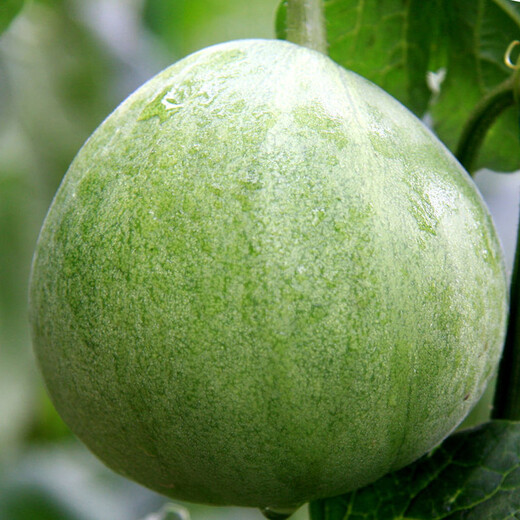 Shouhe Emerald Sweet Melon Seeds Thin Skin Green Skin Green Flesh Four Seasons Potted Shouguang Seeds Weifeng Green Moon Gem Melon Seeds 35 capsules