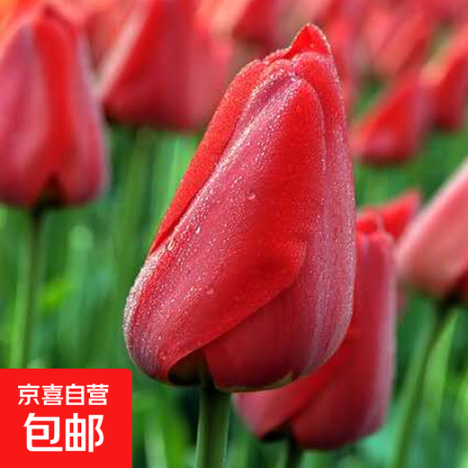 郁金香种球荷兰进口冬季耐寒室内外庭院花卉种子水培植物盆栽大球 检阅 5个球+肥（更便宜）