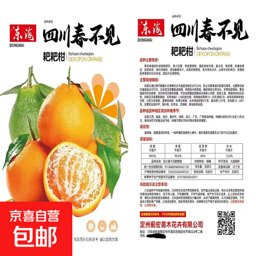 Authentic Sichuan Chunjian tangerine seeds, fruit tree dada tangerine, southern ugly tangerine seeds, planted in the north and south, tangerine seeds, two packs of about 20 pieces