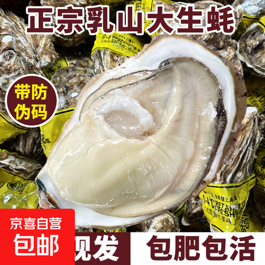 Popular Rushan Oysters, Fresh Oysters, Extra Large Seafood Oysters, 5 Jin Jin is equal to 0.5 kg, whole box of fresh oysters, 4 Jin Jin is equal to 0.5 kg, 3XL size, 10-16 pcs