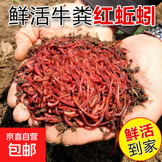 Live earthworm bait, fresh red worm fishing bait, crucian carp, wild fishing black pit fish material, nesting material, fish food, kill live earthworms, half Jin Jin equal to 0.5 kg (medium size), free nutritious soil