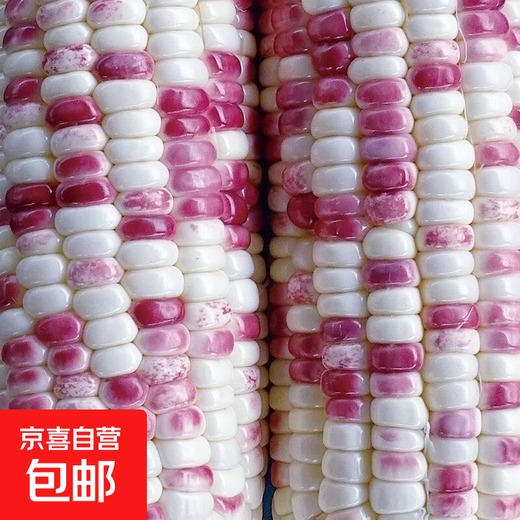 National Approval Super Sweet Colorful Waxy Corn Seeds Flowery Waxy Corn Seeds Colorful Cloud Sweet Waxy Corn Farmers High Yield National Approval Colorful Waxy Corn Seeds 3 packs of about 150 grains