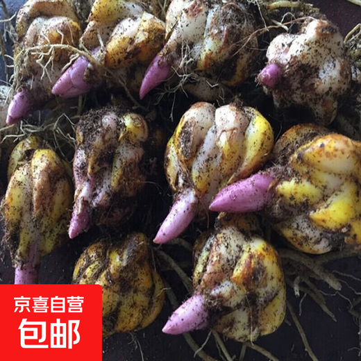Perfume lily bulbs bloom in four seasons, potted plants with buds, imported double lily bulbs, seeds, seedlings, fresh flowers. Perfume lily mixed color 10 balls do not contain pot soil.