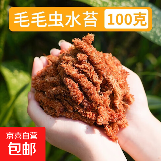 Chile imported caterpillar sphagnum moss seven-star dry moss butterfly orchid special soil matrix turtle hibernation mat Chilean caterpillar sphagnum moss 100g