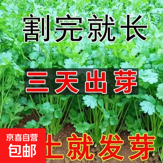 Easy to germinate large-leaf coriander seeds coriander seeds heat-resistant four-season balcony indoor potted seeds vegetable seeds four-season large-leaf coriander about 1000 capsules 1 pack