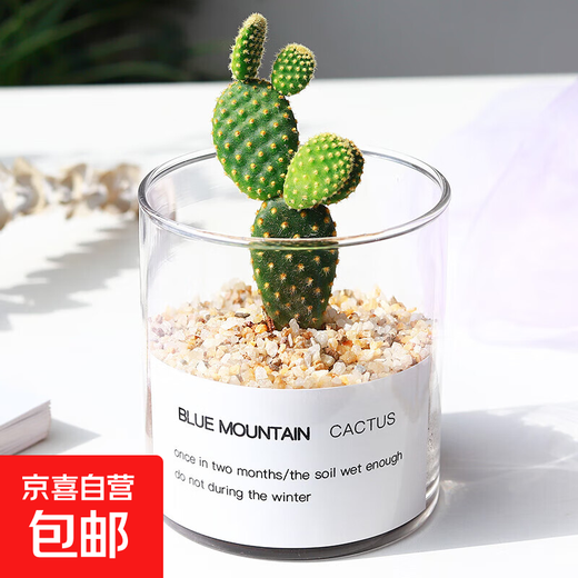 Succulent plant cactus potted indoor succulent cactus small potted flowering cute desktop green plant yellow hairy cactus + glass pot + gold sand + nutrient soil with pot
