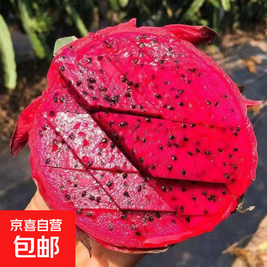Authentic red dragon fruit in season, freshly picked, super sweet, seasonal fresh red flesh fruit, 2 Jin Jin in box equals 0.5 kg (single fruit 200g)