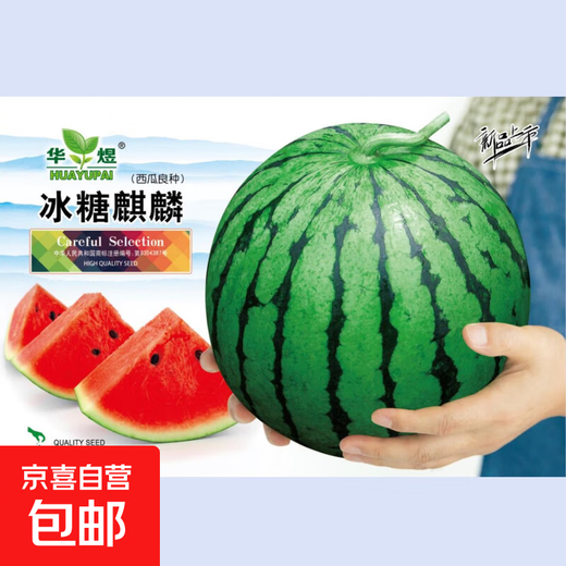 8424 Kirin watermelon seeds, seedless, high-yield rock sugar, lazy watermelon seeds, southern four-season vegetable and fruit seeds, Huayu original color pack, 2 packs, about 100 capsules