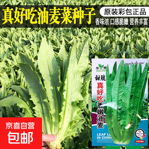 Shanghai green seeds for all seasons, small green vegetables, chicken feathers, fast vegetables, small cabbage, rapeseed, heat-resistant, wet-resistant and cold-resistant, for field use, original fragrance lettuce seeds, about 1500 capsules, 1 pack