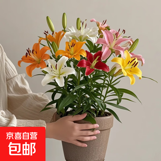 Perfume lily bulbs with buds bloom all year round, indoor and outdoor balcony multi-headed lilies are cold-resistant and easy to grow, mixed colors, shipped with buds, 5 balls (cheaper)