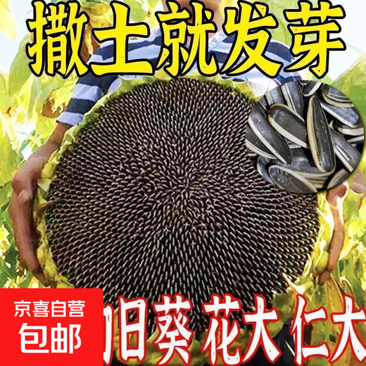 Edible Seneca sunflower seeds are easy to grow high-yielding melon seeds. Edible Sunflower seeds are grown in the field. Edible Seneca sunflower seeds are about 250 capsules and 5 packs.
