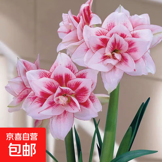 Imported amaryllis seed bulbs, large ball potted flower seedlings, double amaryllis seeds with buds for all seasons, green plants and flowers 8. Elf seed bulb circumference 15-18cm