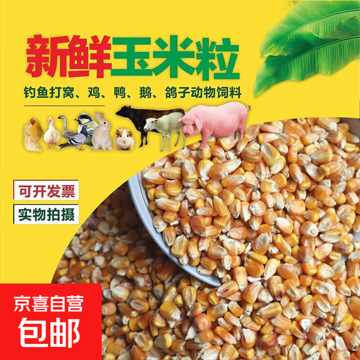 Dried corn kernels for feeding chickens, ducks, geese, pigeons, food, feed, wine, making nests, fishing bait, farmhouse corn kernels, yellow corn 10Jin Jin is equal to 0.5 kilograms of corn kernels