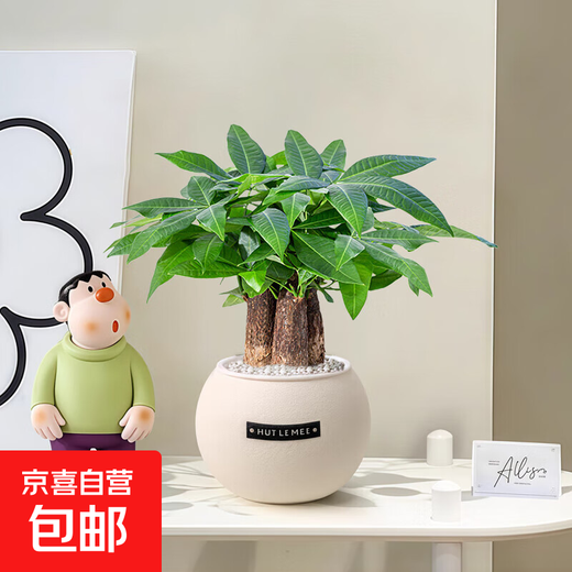 A complete list of green plants, indoor small potted plants, tabletop green radish, easy to live in all seasons, suitable for lazy people, money tree, office plant, three-pole money tree + frosted planet self-priming basin + paving stone + nutrient solution