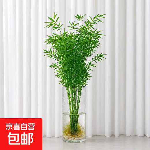 Hydroponic plant Lucky Bamboo Bird of Paradise White Palm Duck Foot Wood Indoor Rice Bamboo Green Plant Flowers Office Desktop Easy to Grow 10 Rice Bamboo 35-45cm + Nutrient Solution No Pots No Specifications