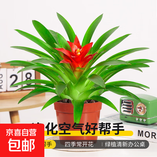 The large pot of Hongyun Dangtou potted plants is suitable for flowers placed in the living room. Indoor flowers and plants are good for feeding the four seasons. Hongyun Dangtou simple pot + nutrient solution with pot.