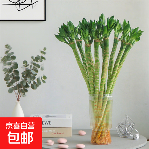 Multi-Headed Dragon Bamboo Lucky Bamboo Strong Transport Bamboo Water-raised Rooted Indoor Living Room Money Tree Flower Pots Gao Wenchang 2 Dragon Bamboo 30cm High Without Pot + Nutrient Solution