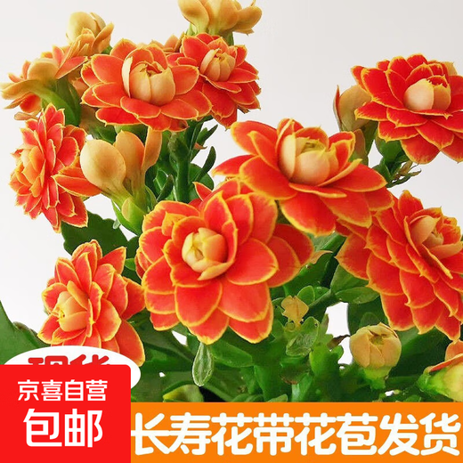 Kalanchoe potted plant with double large flowers and buds is a flower plant that blooms indoors in all seasons and is easy to grow. 12. Golden Fox (with buds) comes with fertilizer and does not include a pot.