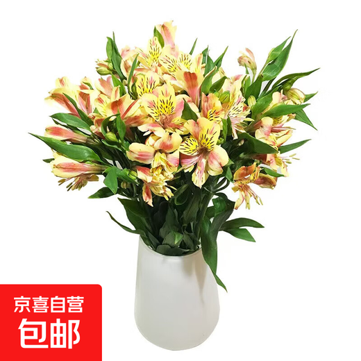 Narcissus lily flowers alstroemeria orange orange red Yunnan base fresh straight hair bloom fast and long flowering period 10 narcissus lilies (wake up the flowers first when they arrive, only 1-2 leaves can be left)