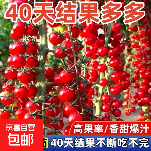 Sweet and juicy waterfall cherry tomato seeds, cherry tomato seeds for sowing potted vegetables in all seasons, red waterfall cherry tomato seeds/pack, about 200 capsules, 3 packs