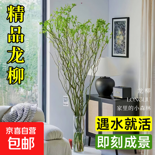 Fresh branches of dragon willow, hydroponic plants, dry branches of snow willow with buds and wicker branches, living room green plants and flowers, indoor potted plants, easy to grow. Selected fresh branches of dragon willow, 80cm high, 10 branches (soaked in water and grow wildly) with nutrient solution.