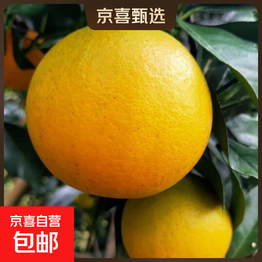 湖南永兴冰糖橙肉嫩化渣爽口手剥冰糖柑当季水果自然树熟 50-60mm 湖南冰糖橙 带箱5斤装50-60mm