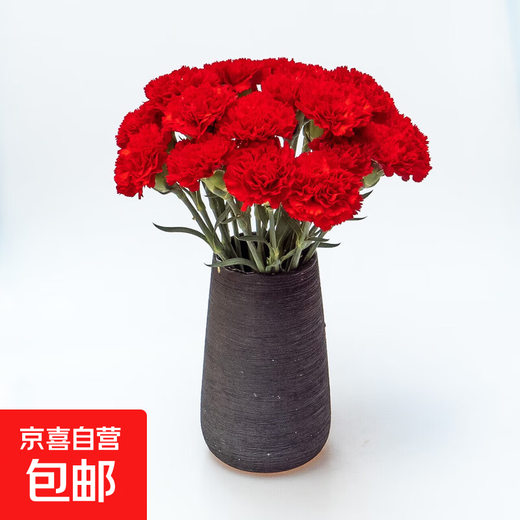Single-headed carnations, fresh-cut multi-color flowers, sent directly from the Yunnan base to mom and wife as a Valentine's Day gift. 20 red single-headed carnations.
