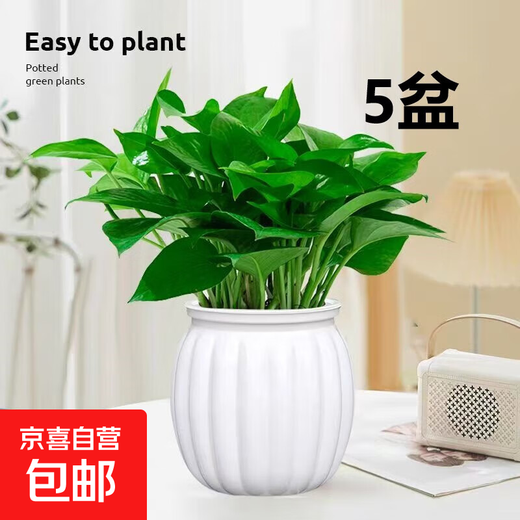Pothos potted plants absorb formaldehyde and purify the air, hydroponic green plants, easy-to-grow flowers for lazy people, moving gifts. Best selling 5 pots. Pothos + white pumpkin pots self-absorb water. The overall pot height is 20-25cm.