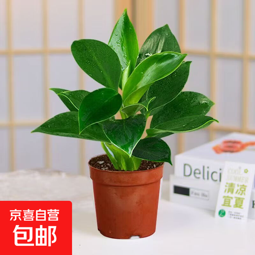 Special offer for big-leaf golden diamond and green princess potted plants, formaldehyde-removing green plants, office all-season evergreen indoor display 2 1 pots, golden diamond + base original pot, including pot height 15-20 cm