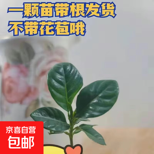 Newly selected gardenia intangible cultural heritage lacquerware for all seasons without indoor and outdoor cultivation to purify the air green plants easy to grow 10-15cm 1 plant many months of blooming strong fragrance gardenia without flowers