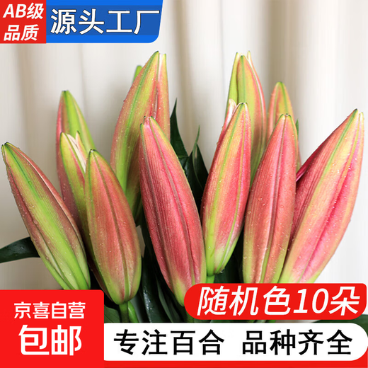 AB grade high-quality perfume lily flowers, hydroponic flower arrangement, home life water-raised fresh-cut roses from Yunnan, straight hair, high quality, AB grade random color large buds, 10 lilies + preservative