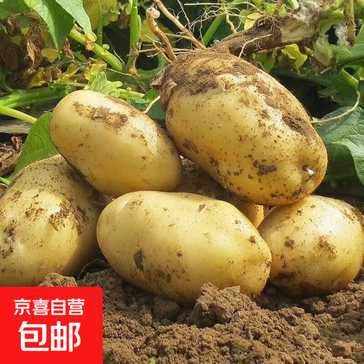 Shandong fresh yellow heart potatoes, farm-grown yellow potatoes, yellow heart potatoes, fresh vegetables, Shandong yellow heart soybeans, large fruits 4 Jin Jin equal to 0.5 kg, including box