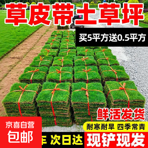 Turf soil real lawn with soil four-season green Manila turf villa courtyard greening grass Taiwan grass 1 square meter Manila buy 5 square meters and get 0.5 square meters