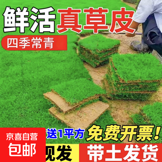 Lawn real turf soil villa garden courtyard greening plants Manila lawn soil turf four seasons green 0.5 square meters Bermuda/turf buy 10 square meters and get 1 square meter free