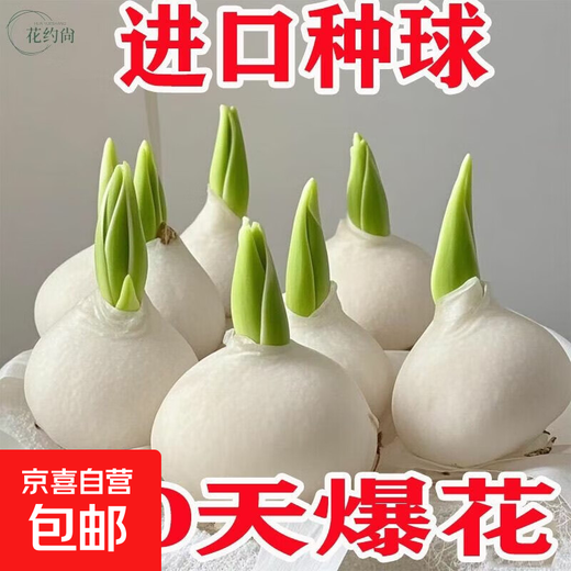 Imported Dutch hydroponic tulip bulbs, indoor and outdoor water-cultured flower plant pots, four-season cold-resistant five-degree balls, mixed color 3 balls (circumference 3-5cm) + nutrient solution