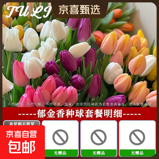 Imported hydroponic tulip bulbs, large five-degree bulbs, soil-cultivated tulip bulbs, cold-resistant, blooming in winter, easy to maintain, 1 bulb, trial planting/no gifts, 11-12cm circumference