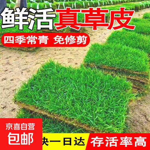 Lawn real grass with soil turf villa courtyard greening Taiwan grass drought-resistant Manila four-season green lawn 1 square meter green grass cannot lack water within 10 years after planting