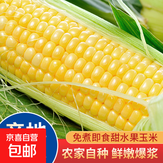 Jingxijia freshly picked golden fruit corn, fresh corn on the cob, popped sweet corn, crispy, sweet, and delicious corn, with box 1Jin Jin is equal to 0.5kg (single root 300g+)