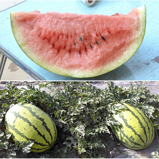 Zhongke Maohua Melon Fruit Seeds Xincheng No. 5 Watermelon Seeds Jincheng Five Desert Sun-sanded Watermelon Seeds Inner Mongolia Ningxia Stone Melon Seeds 10 grams about 85 seeds