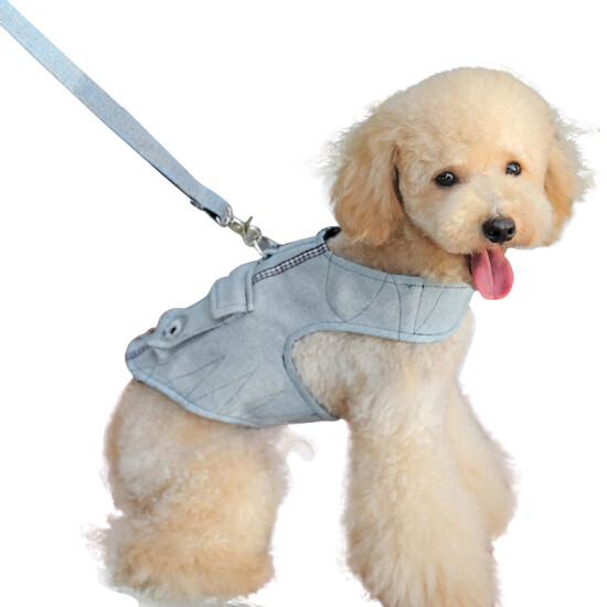 chain leash for small dog