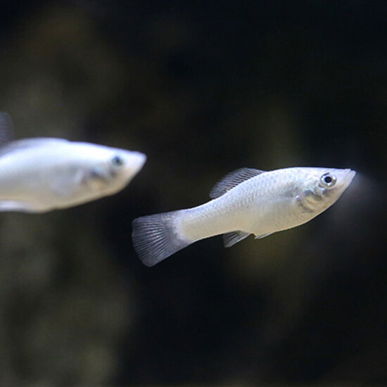 small white freshwater fish