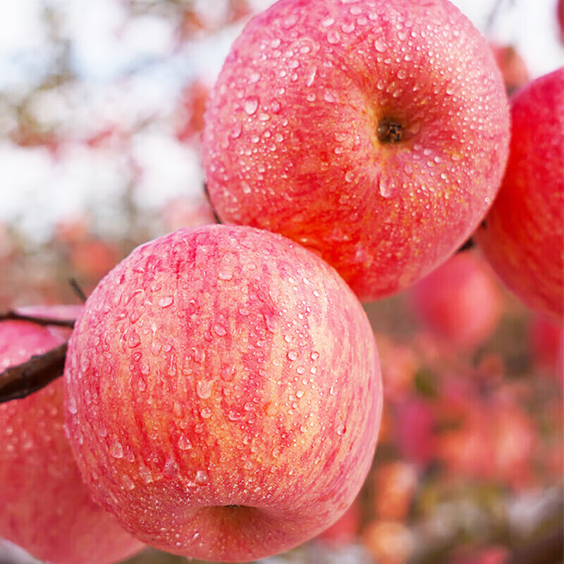Jingmi Luochuan Red Fuji Apple 6 pieces 170g + Shaanxi fresh fruits in season, straight from the source