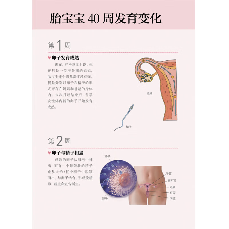One page per day of pregnancy (second edition) (Hanzhu)