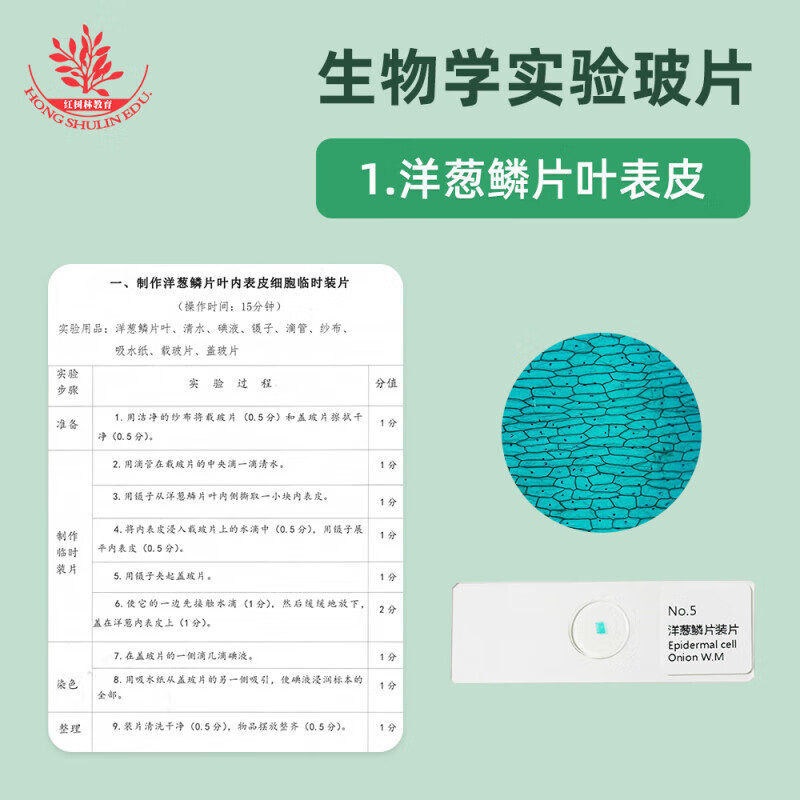Junior high school biology synchronous teaching experiment observation slide specimen is clear and easy to observe mold slide human blood smear human blood smear onion scale leaf epidermis mount